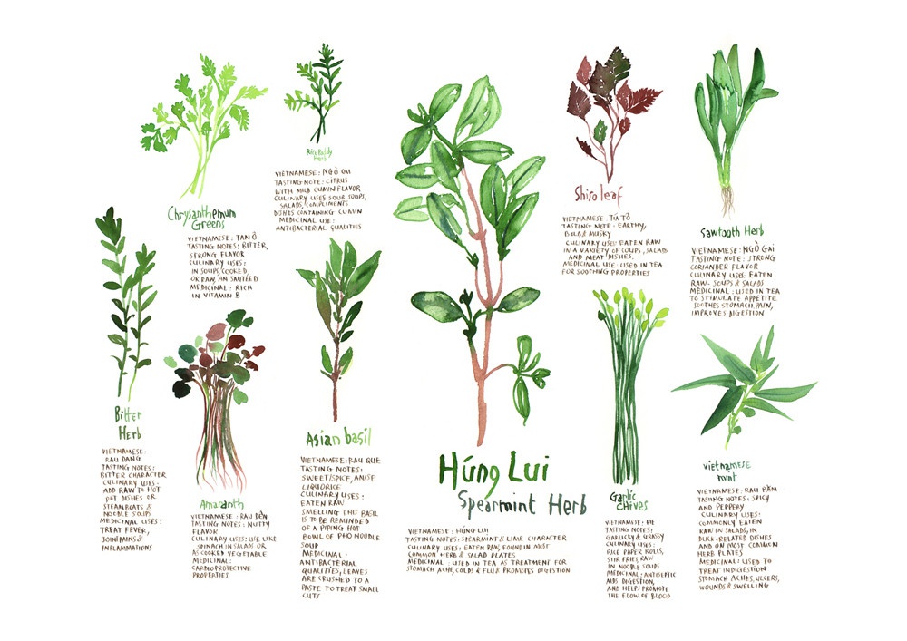 illustration lucile prache herbes 2.jpg - Lucile PRACHE | Virginie